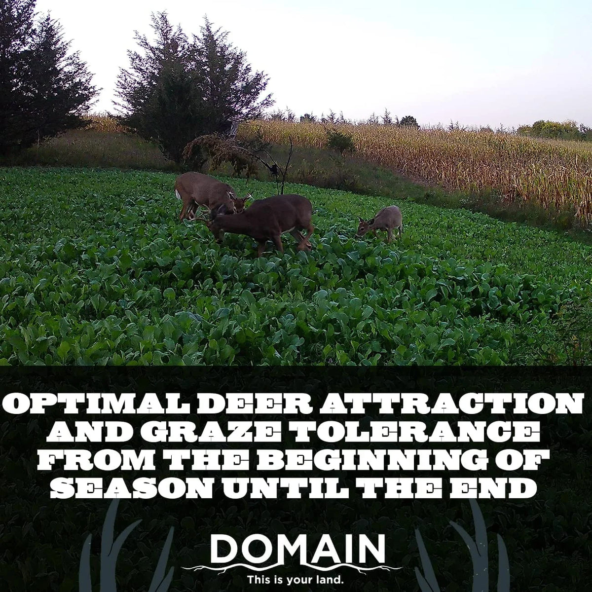 Deer Food Plot Seed Mix L536