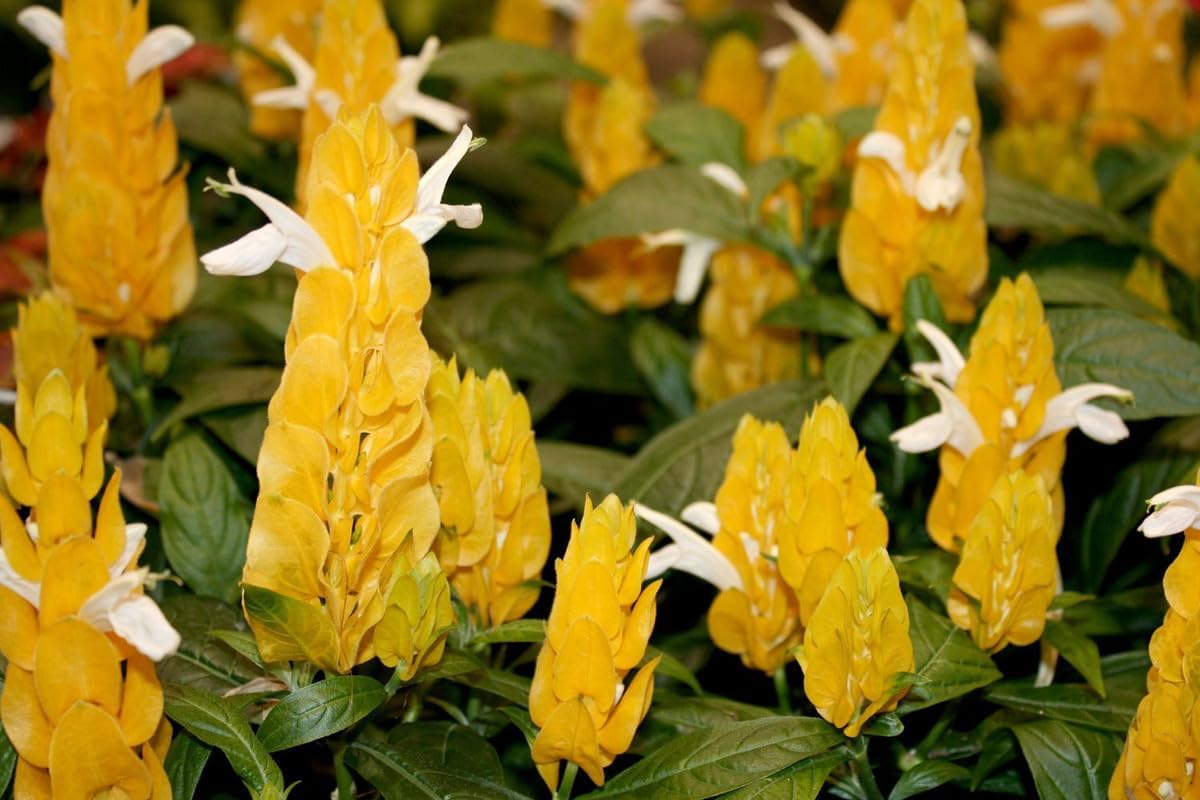 Golden Shrimp Plants Live, Yellow Shrimp Plants, 3 to 5 Inches in Height T5098
